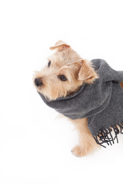 阿部花子氏のアイコン画像